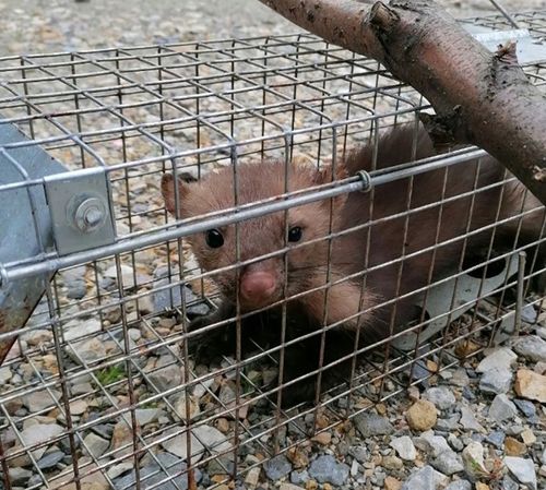 Żywołapka pułapka na kuny, gryzonie 82x21x20cm na Arena.pl