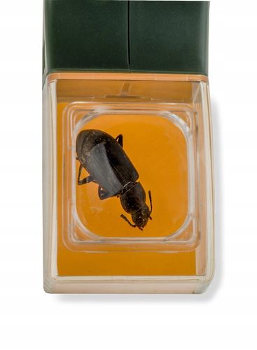 Lupa dla dzieci Carson BugView One Hand 5x Bug Catche - zielona na Arena.pl