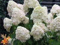 Hortensja bukietowa PHANTOM Śnieżnobiały kwiat Sadzonki P9