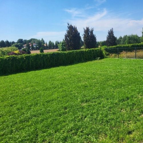 Trawa UNIWERSALNA nasiona trawy SAMOZAGĘSZCZAJĄCA odporna na DEPTANIE 25kg na Arena.pl