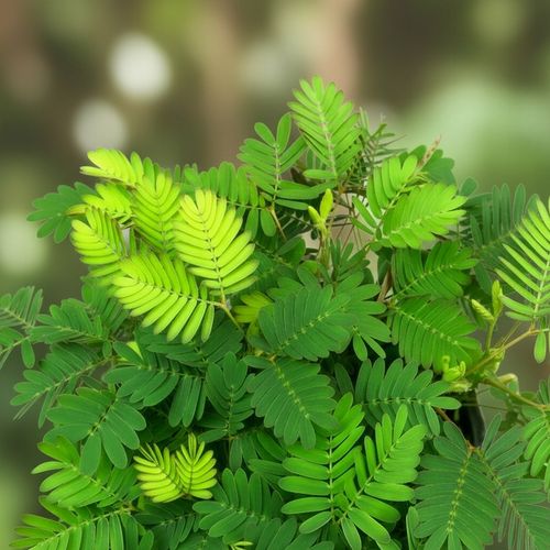 Mimosa Pudica MiMOZA wstydliwa roślinka rozmiar S Bardzo delikatna na Arena.pl