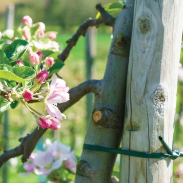 BRADAS Wężyk do mocowania roślin 3,9mm x 30m zdjęcie 2