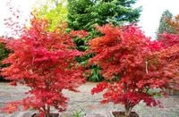 Klon palmowy FIREGLOW CZERWONY AKCENT W OGRODZIE