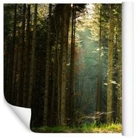 Fototapeta Las Drzewa Natura ZIELEŃ do Sypialni 315x210