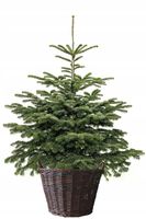 KOSZ WIKLINOWY POD CHIONKĘ FI 30 cm , KOSZ BRĄZOWY DO CHOINKA ŻYWA