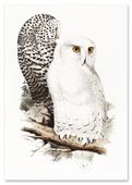 Plakat cyfrowy do wydruku sowy vintage