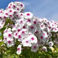 Floks wiechowaty 'Graf Zeppelin' (Phlox paniculata) Doniczka 2.0L
