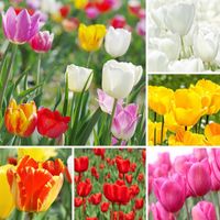 Tulipany cebulki kwiatowe zestaw 50 szt. MIX KOLORÓW 5 kolorów