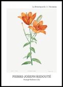 Plakat 50x70cm Design Bulbous Lily, Redoute Vintage do Salonu