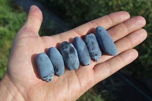 Szkółka Jagoda Kamczacka ZESTAW KANADYJSKICH odmian na Arena.pl