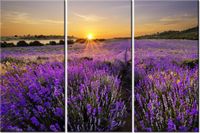 60 90CM OBRAZ 3 ELEM POLE LAWENDY DRUK PŁÓTNO RAMA