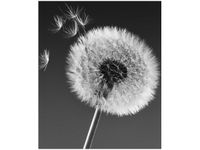 60CM 50CM OBRAZ ŚCIENNY DMUCHAWIEC GEMMA STILES DRUK PŁÓTNO