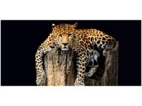 OBRAZ DZIKI KOT LAMPART