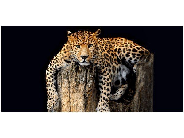 Obraz Dziki kot lampart zdjęcie 1