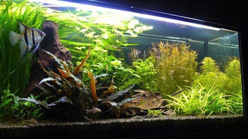 Czarny Piasek Żwirek do Akwarium Naturalny Doskonały dla Roślin 24kg 2-3mm na Arena.pl