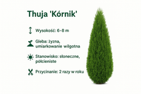 P9 Thuja Kórnik Zielona Ściana Prywatności Szybki Wzrost Super Żywopłot 20c