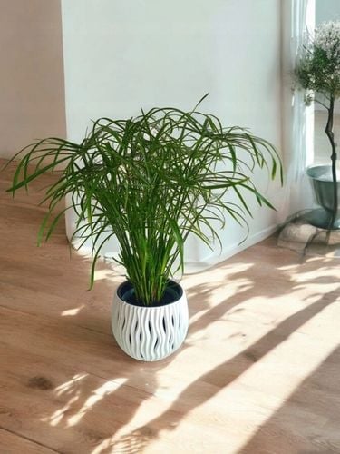 Papirus Cibora zmienna Cyperus alternifolius do Domu Ogrodu i Oczek na Arena.pl