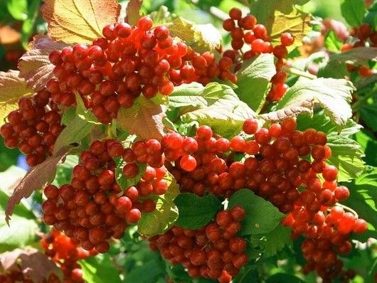 Cytryniec CHINSKI Sadova No1 Jagody życia P9 zdjęcie 4