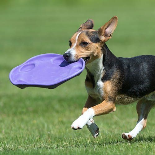 BeCo Flyer purple disc size 24cm na Arena.pl