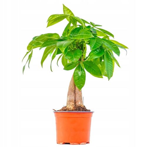 Pachira Aquatica DRZEWKO SZCZĘSCIA I Pieniędzy - Sekrety Feng Shui Dla na Arena.pl