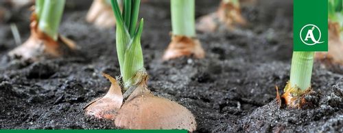 ŚRODEK GRZYBOBÓJCZY OPRYSK SCORPION 325 SC 500ML PARCH ZGNILIZNA PLEŚŃ na Arena.pl