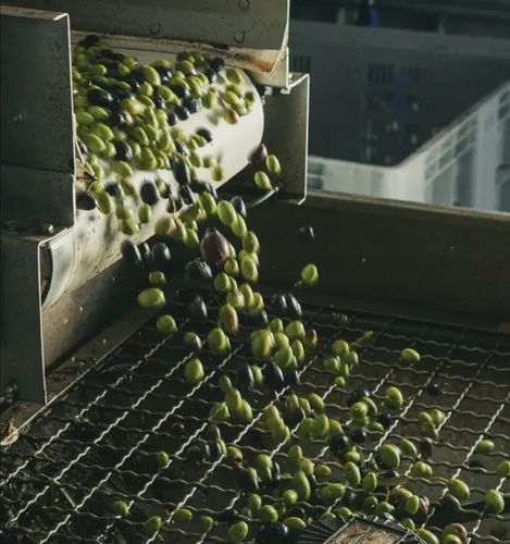 Oliwa z oliwek Extra Virgin 1L BIO SAPIO Świeża i łagodna na Arena.pl