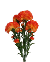 Bukiet kwiatów goździki pomarańczowo-żółte 7 szt/pęczek