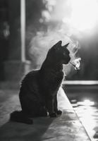 Plakat 68x98cm Kocia Przerwa