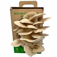 Boczniak ostrygowaty MUSHROOMS GROW KIT Własna uprawa w domu