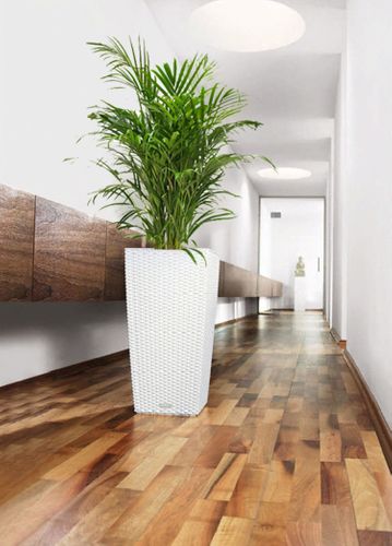 PALMA AREKA (ARECA) 150 cm na Arena.pl