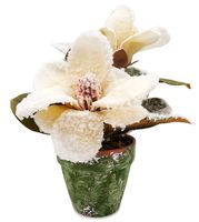 MAGNOLIA W DONICZCE OŚNIEŻONA BIAŁA ŻÓŁTA 30 cm