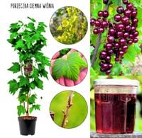Czerwona Porzeczka Ciemna Wiśnia owocowa KRZEW 40-60 cm