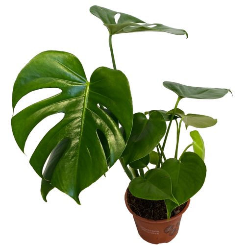 MONSTERA DZIURAWA DELICIOSA 45cm na Arena.pl