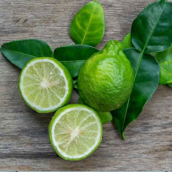 Limeta kwaśna lima limonka Wodka Lime 60-80cm C2 zdjęcie 2