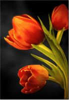 100 70CM OBRAZ PŁÓTNO TULIPANY PŁÓTNO RAMA