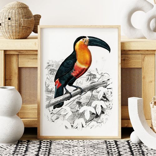 Plakat tukan ilustracja 50x70 cm na Arena.pl