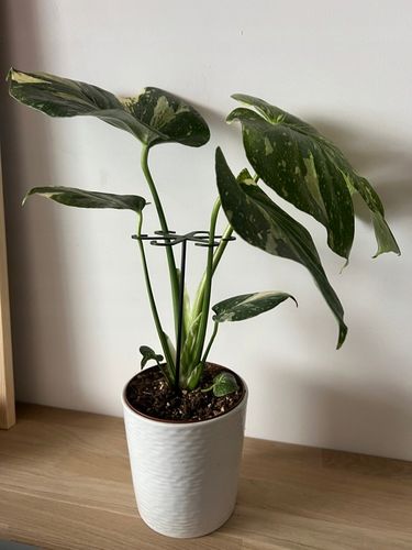 Podpórki do kwiatów podpórka chwytak z prętem 33cm OCTOPUS M 15cm 3 szt. na Arena.pl