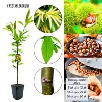 Kasztan Jadalny wartościowe owoce jadalne 60-90 cm