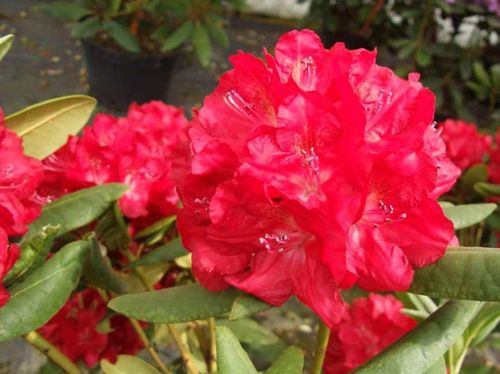 Różanecznik Busuki C3 E na Arena.pl