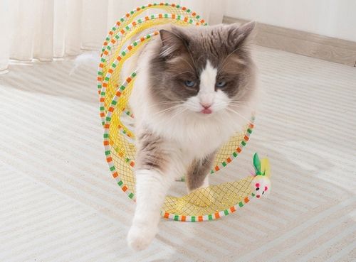 TUNEL DLA KOTA ZABAWKA SPRĘŻYNKA MYSZKA PIÓRKA 2w1 na Arena.pl