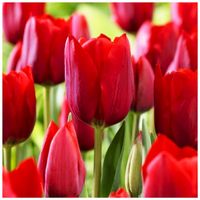 TULIPAN CZERWONY cebulki 50 szt. + GRATIS