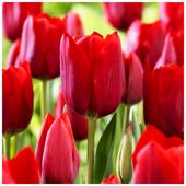 TULIPAN CZERWONY cebulki 50 szt. + GRATIS