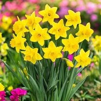 Żonkil narcyz polski tradycyjny żółty 50 szt.cebulki narcyzy cebule