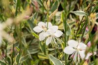 Gaura Lindheimera Corrie`s Gold - Gaura lindheimeri