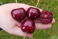 CZEREŚNIA KANADYJSKA duża wczesne owocowanie sadzonki - 50 / 90 cm