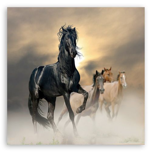 Emaga Obraz na płótnie, Stado koni - 50x50 na Arena.pl