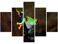 70 100CM OBRAZ 5 ELEM CHWYTNICA CZERWONOOKA DRUK PŁÓTNO