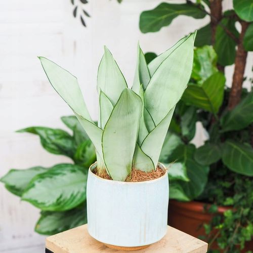 Sansevieria'Moonshine' KSIĘŻYCOWA PIĘKNOŚĆ -Sansewieria Wytrzymały Sukulent na Arena.pl
