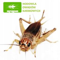 ŚWIERSZCZE KUBAŃSKIE DUŻE ~ 100szt + legalna wysyłka