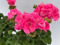 Pelargonia rabatowa kolor jasny róż Pelargonium Zonale